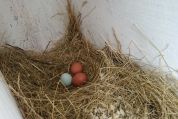 Eier im Nest