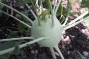 Kohlrabi