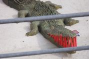 Krokodil
