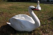 Schwan