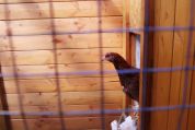 braunes junges Huhn